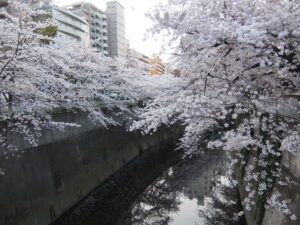 神田川桜並木