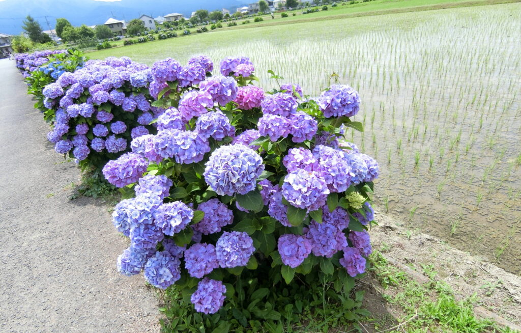 開成あじさいの里