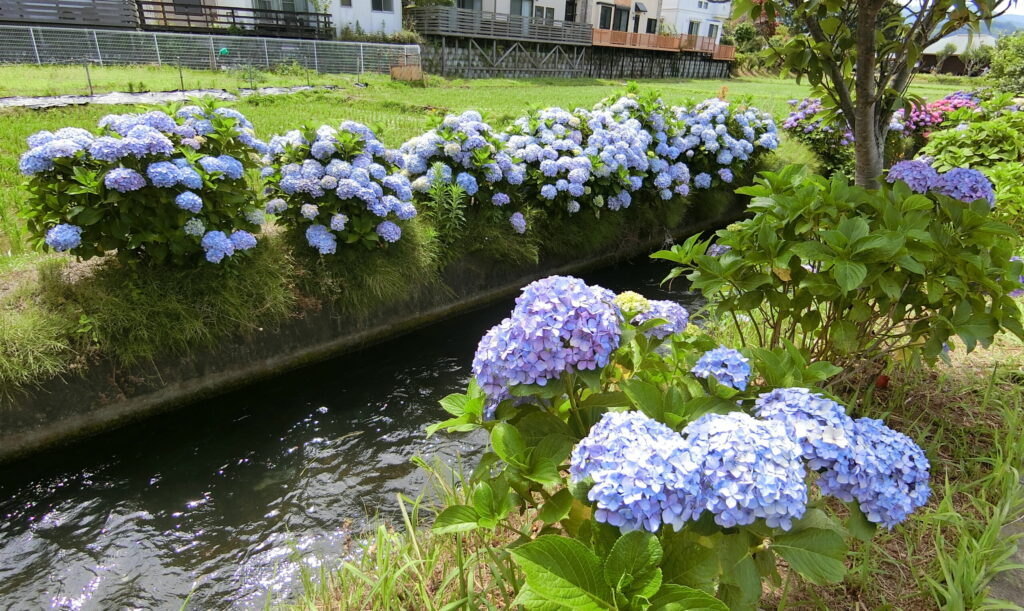 開成あじさいの里