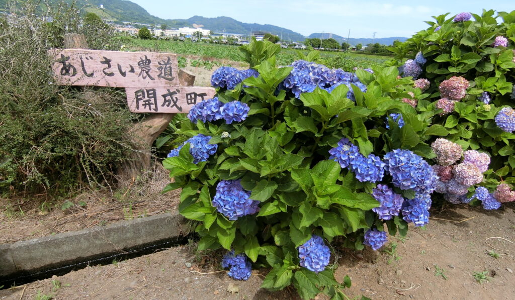 開成あじさいの里