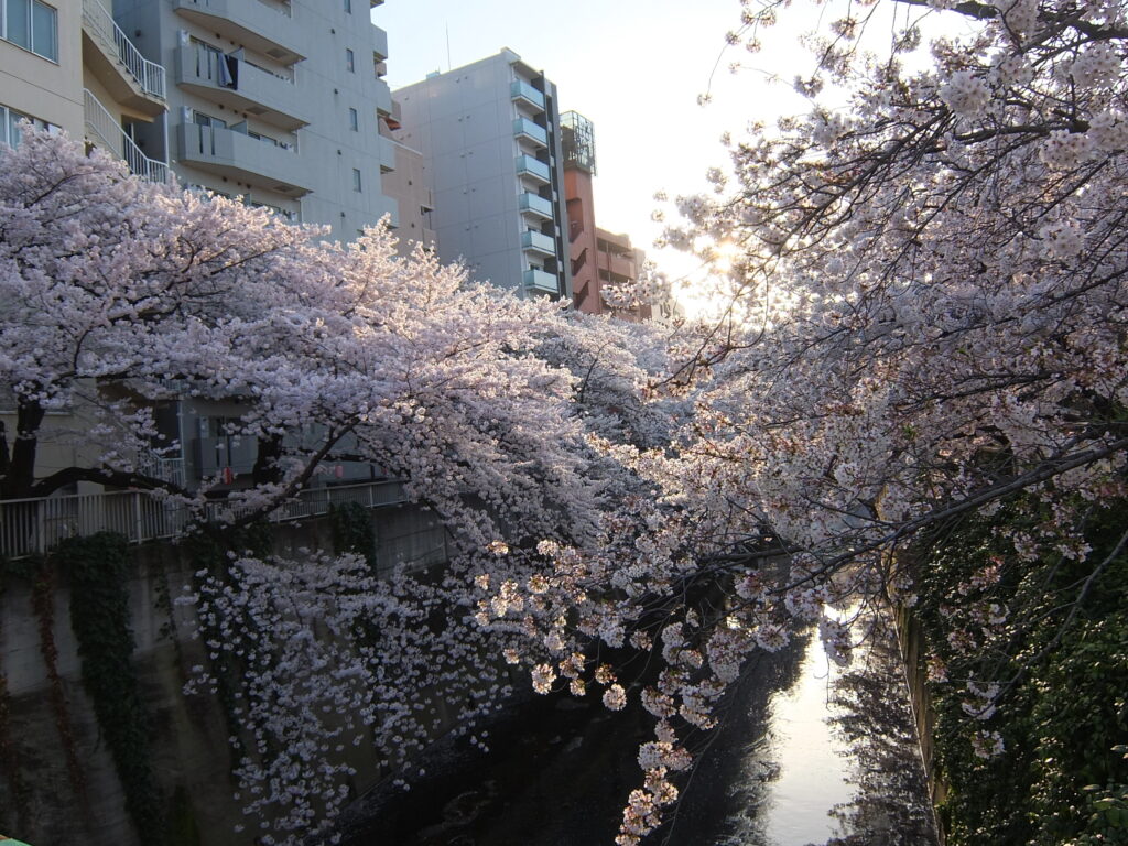 神田川の桜並木