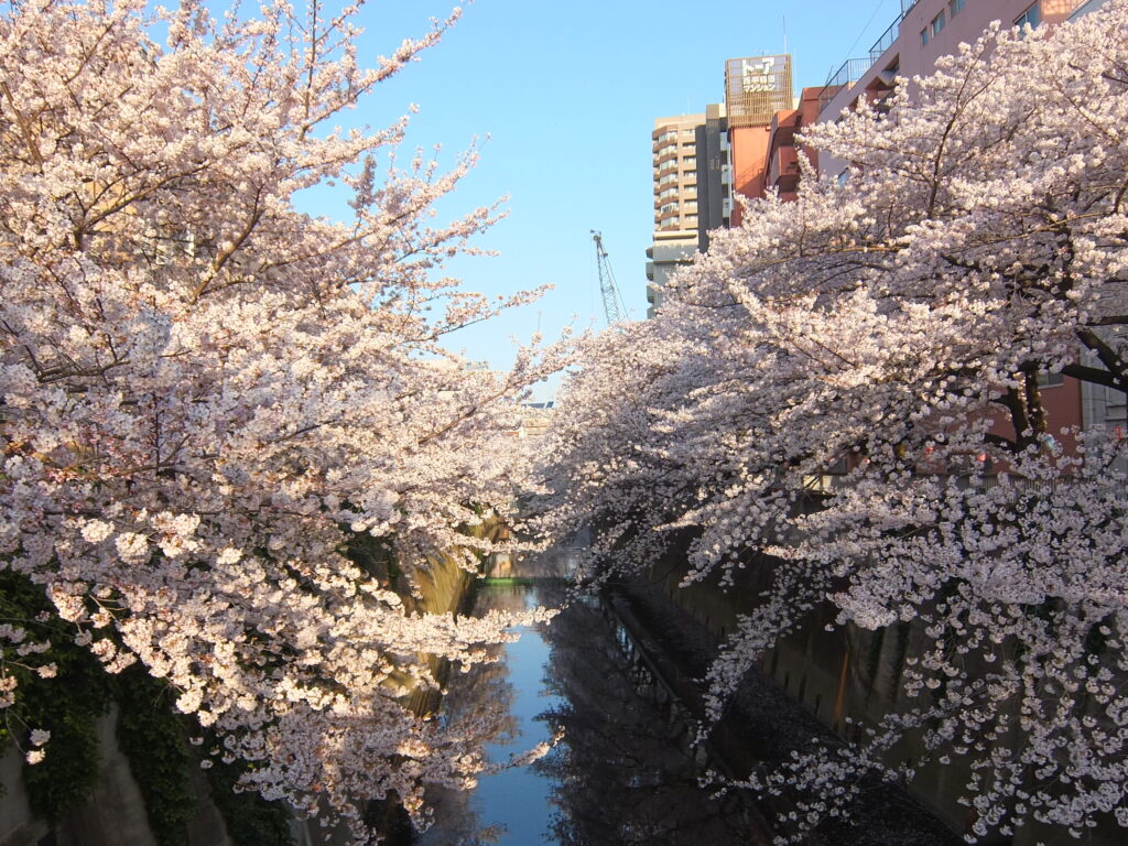 神田川の桜並木