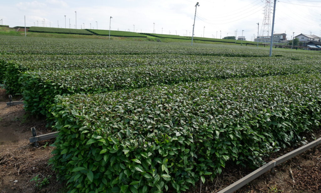 入間茶畑