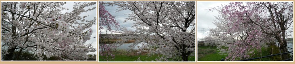 にっさいの桜並木