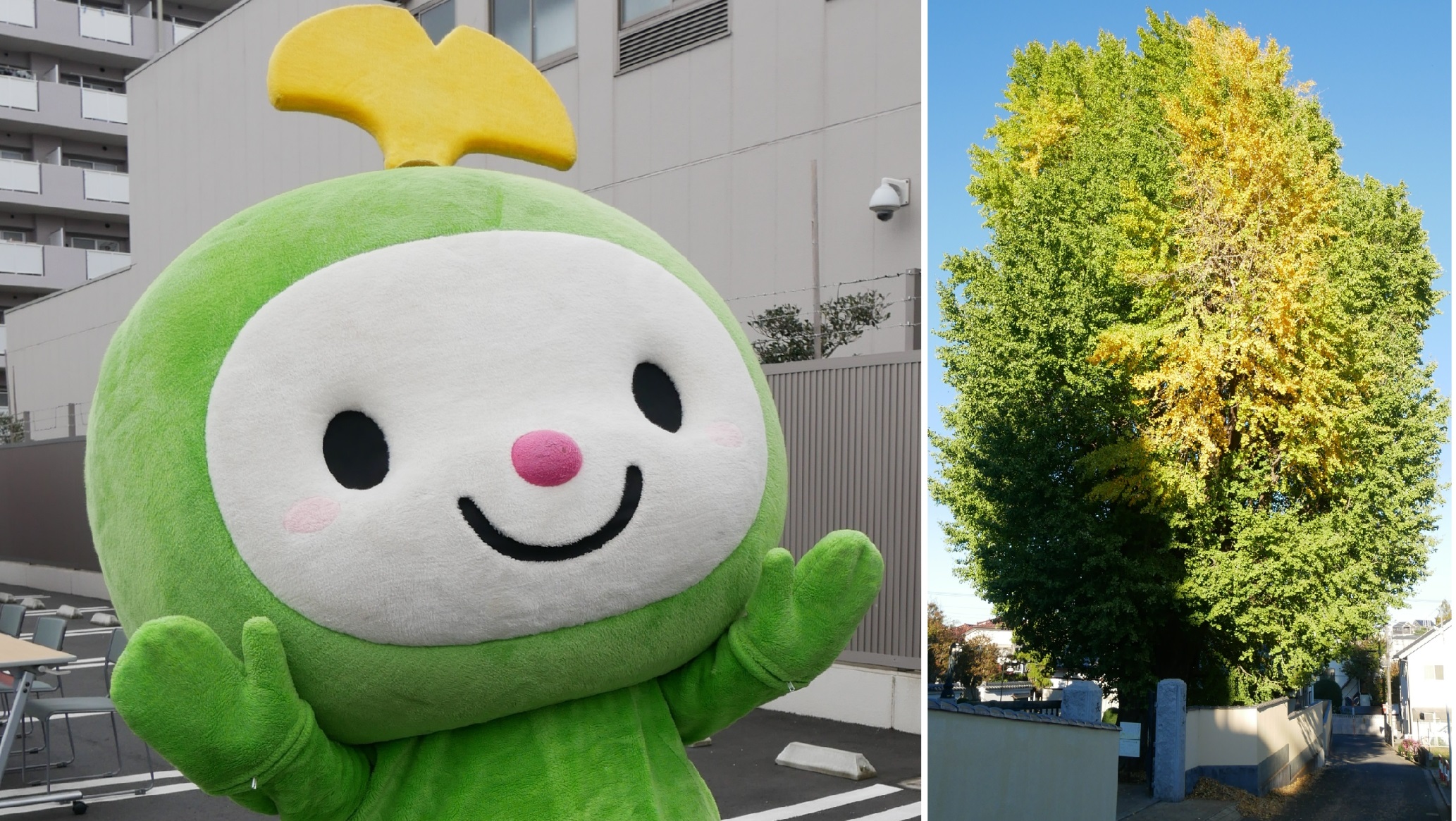 和ちゃん 和光市のイチョウの妖精「わこうっち」さつきの妖精「さつきちゃん