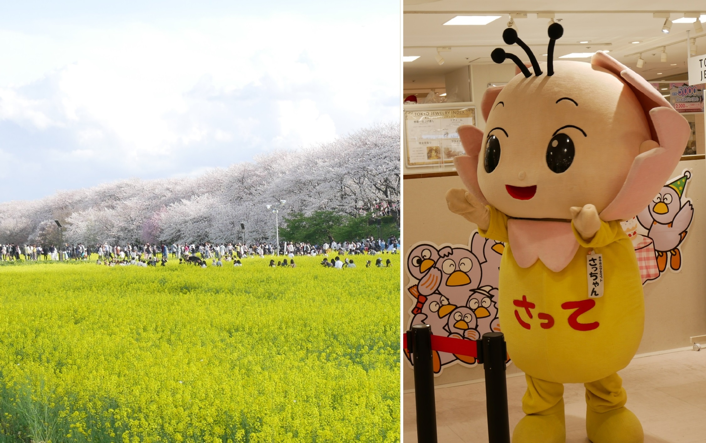幸手権現堂桜堤の桜と菜の花の妖精「さっちゃん」｜ゆるキャラ