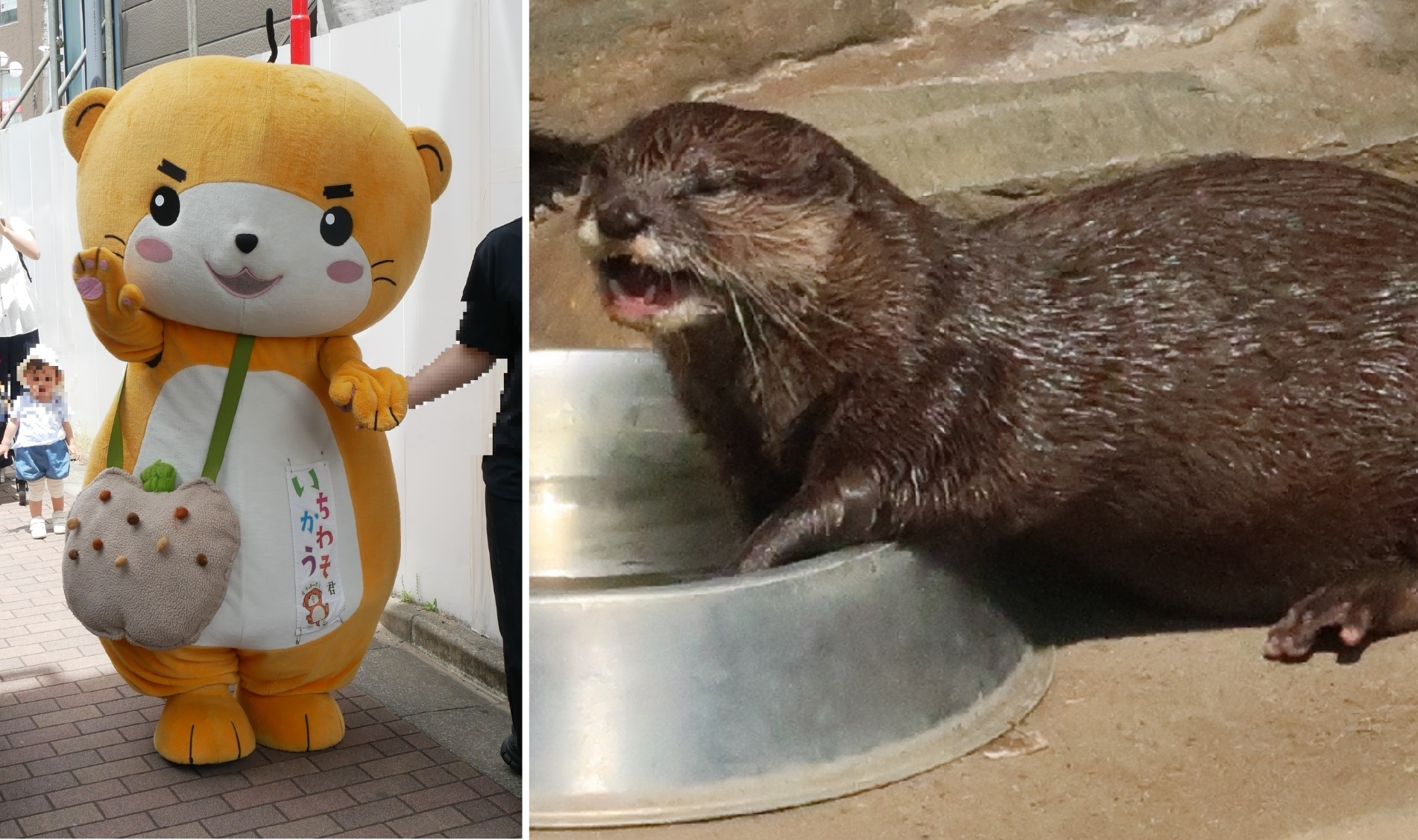 いちかわうそ君」と市川市動植物園｜ゆるキャラ