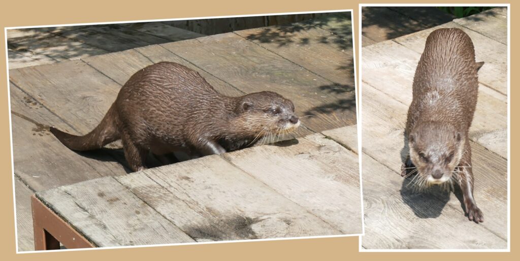 コツメカワウソ