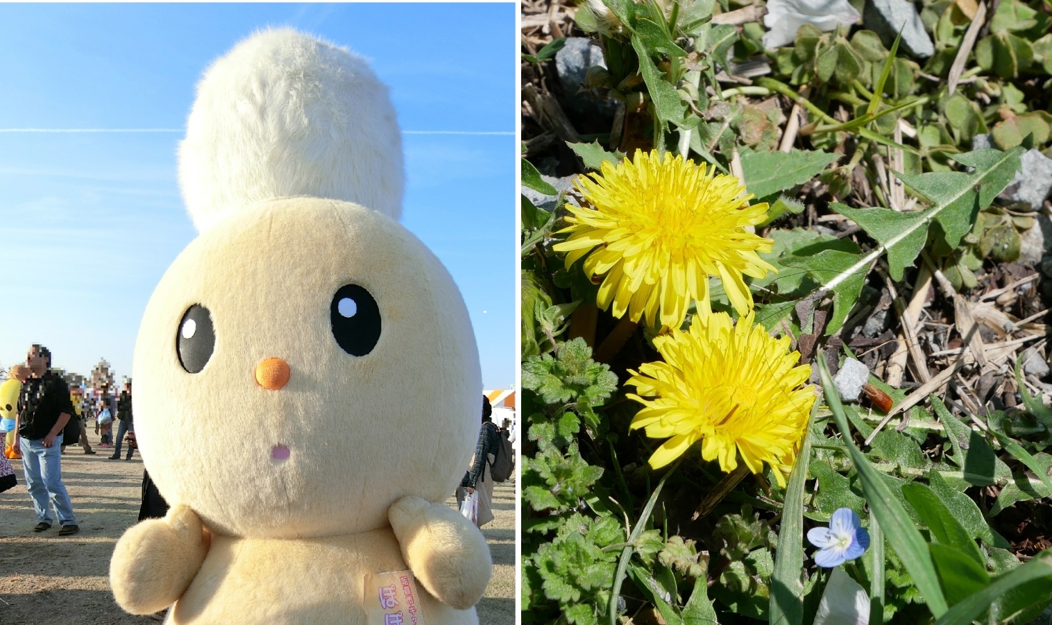 ぽぽたん」と黒目川のたんぽぽ｜ゆるキャラ