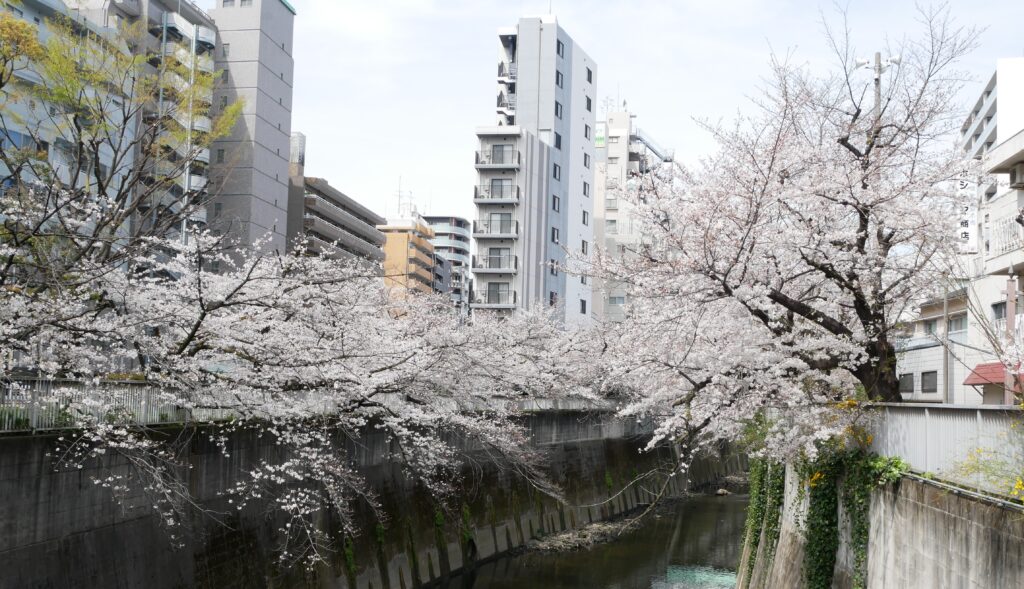 都電荒川線 東京さくらトラム