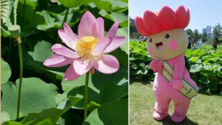 ちはなちゃん