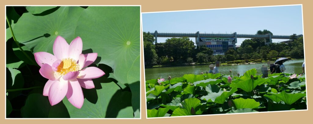 千葉公園のハス池