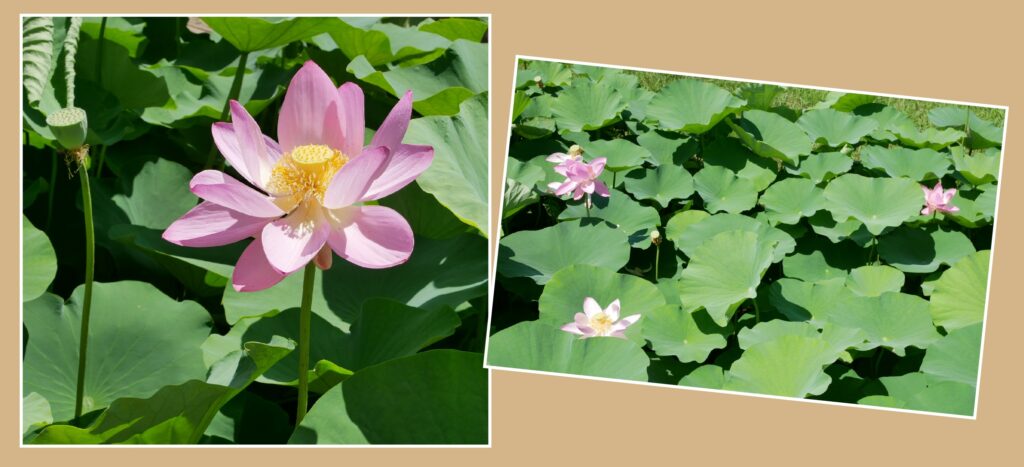 千葉公園のハス池