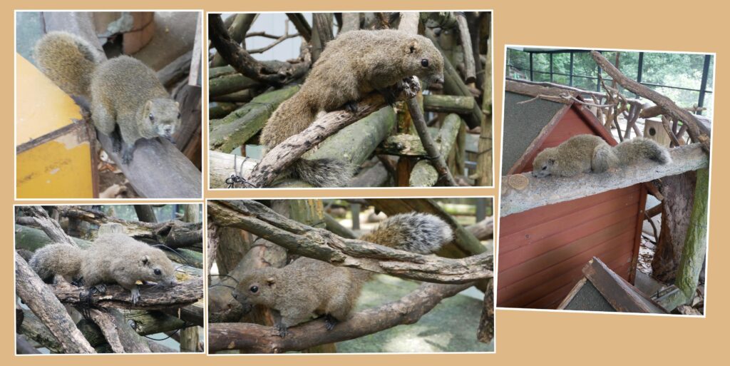 ぎふ金華山リス村