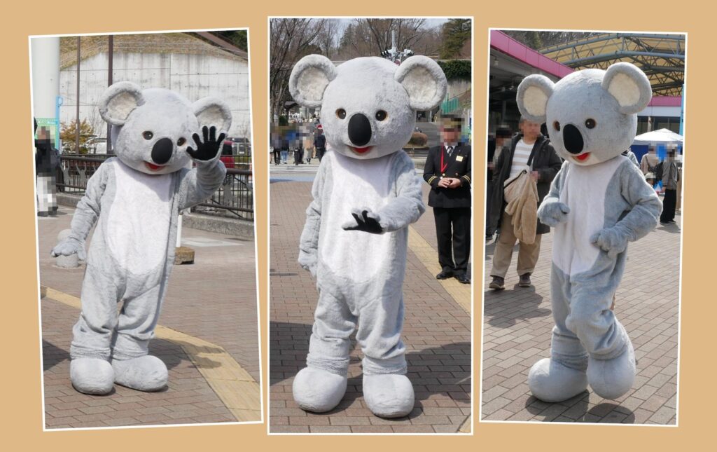 多摩動物公園　コアラ
