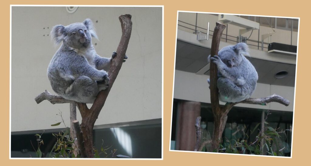 多摩動物公園　コアラ