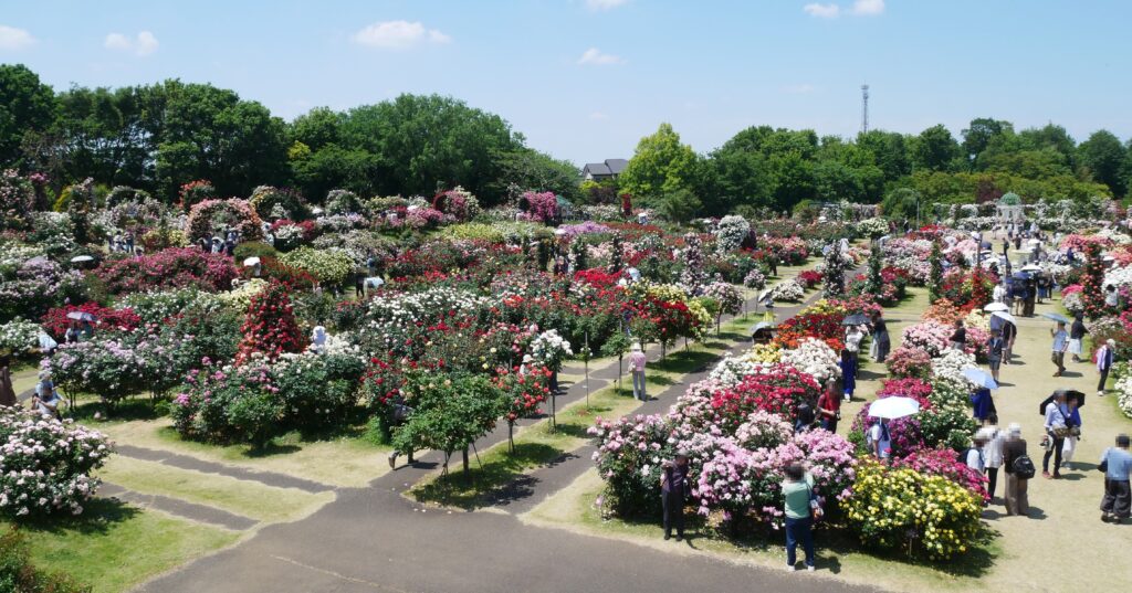京成バラ園