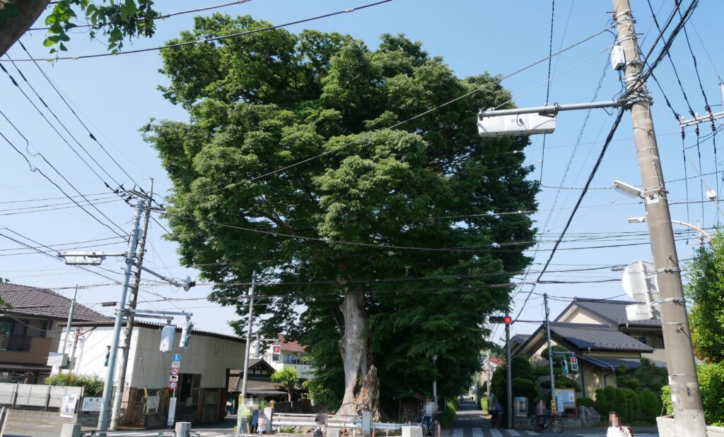 万年橋のケヤキ