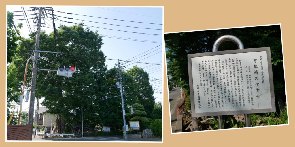 万年橋のケヤキ
